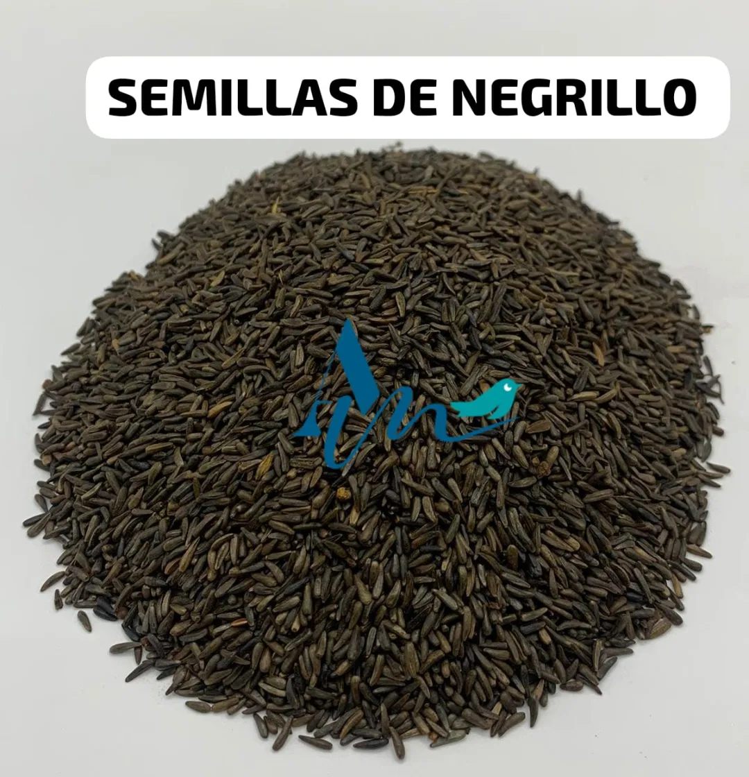 Semillas de Negrillo para Aves | Energía, Brillo y Estímulo Natural