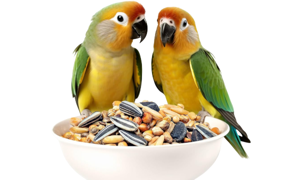 pajaros comiendo pienso-Photoroom