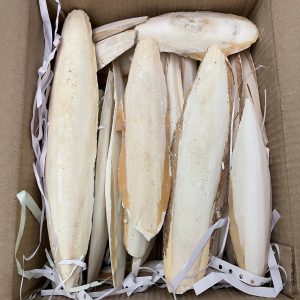 HUESOS DE JIBIA CALCIO NATURAL POR UNIDAD