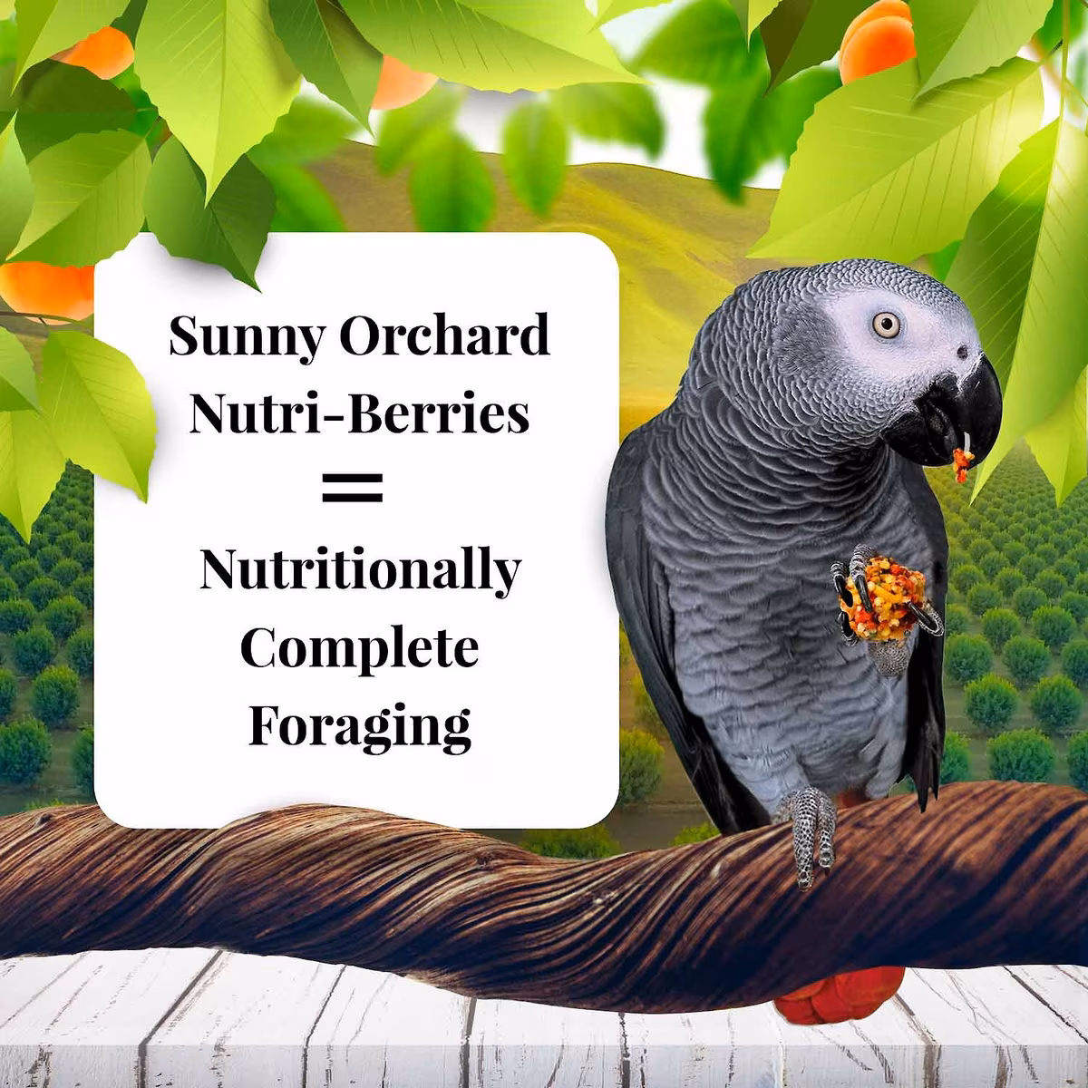 BOLITAS DE FRUTAS SUNNY ORCHARD PARA LOROS y COTORRAS NUTRI-BERRIES FUNDA DE 3 LBS - Imagen 4