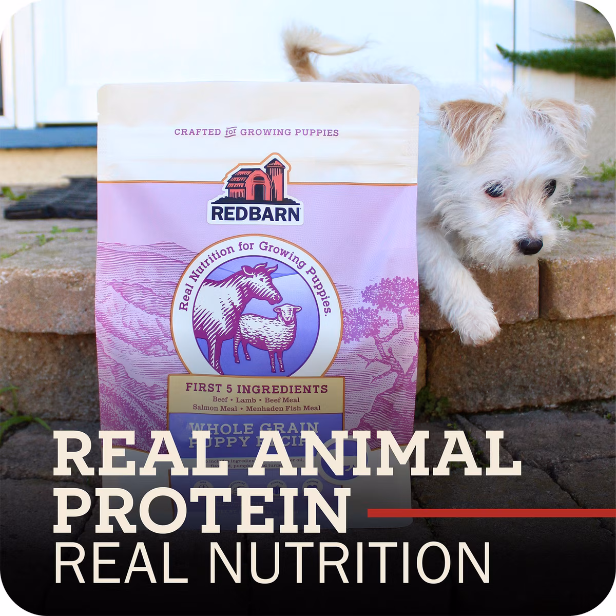Alimento integral para cachorros Redbarn 4 libras - Imagen 3